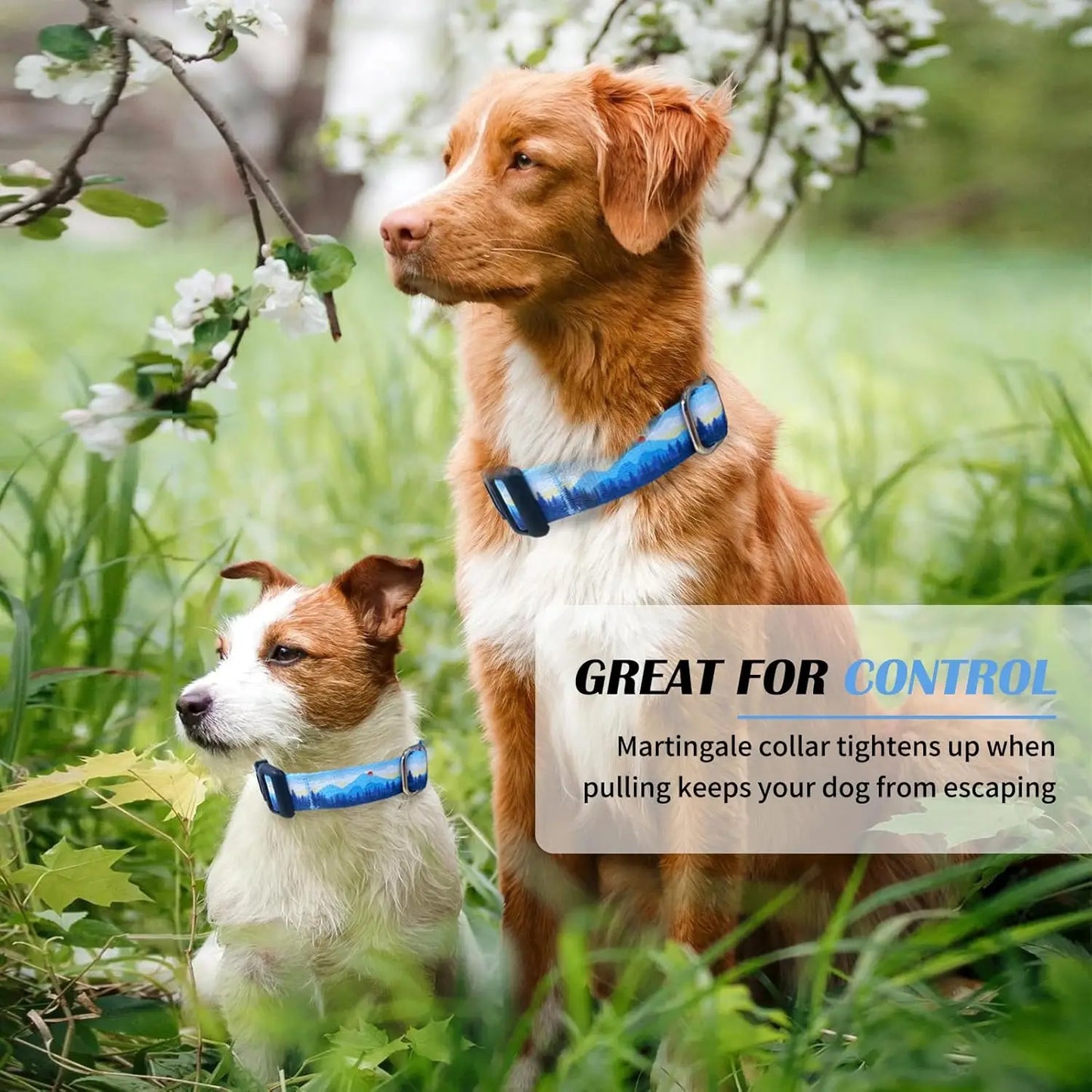 Soft Durable Martingale Dog Collar No Slip Buckle Comfort
