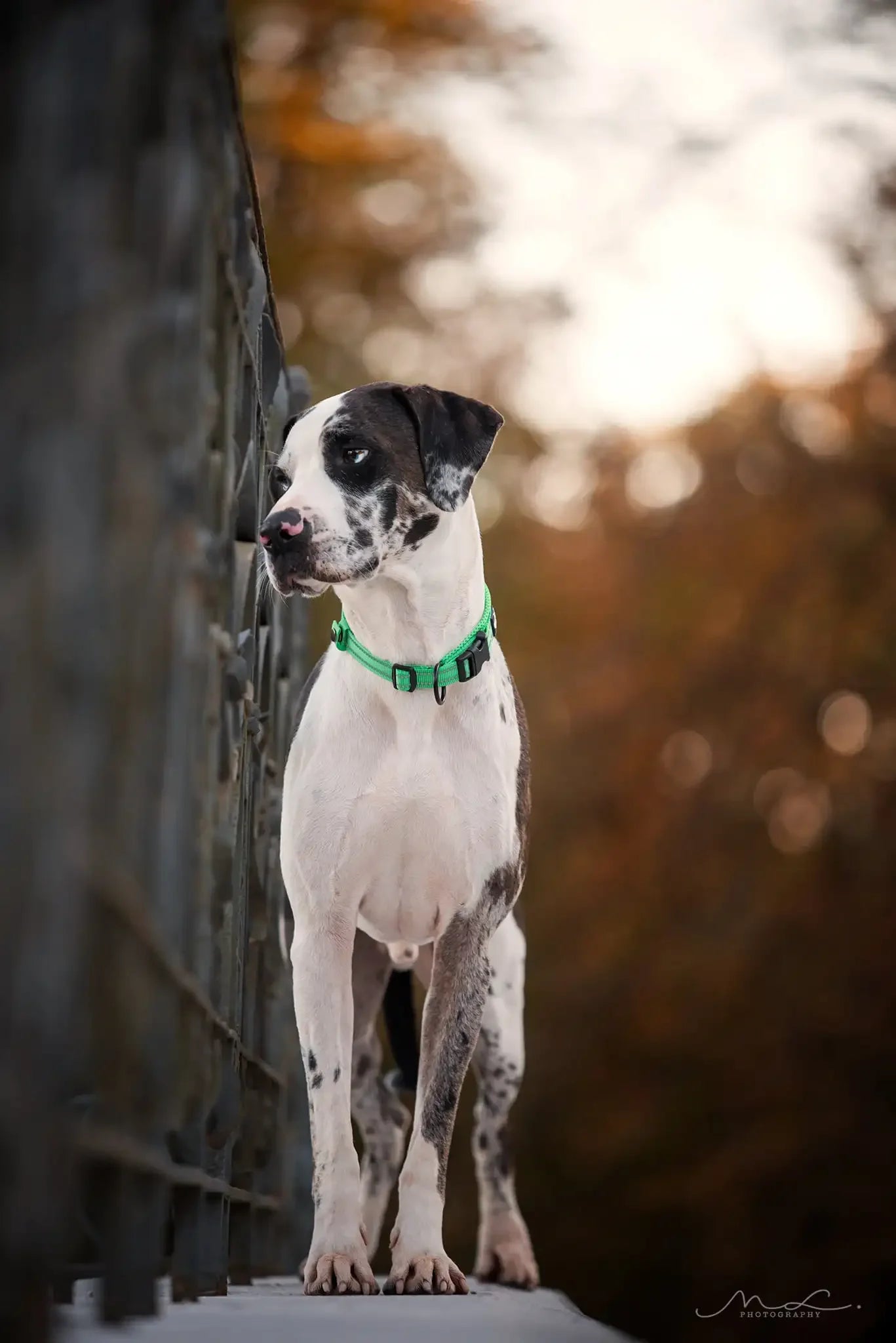 TrueLove Nylon Dog Collar Reflective Padded Adjustable Training